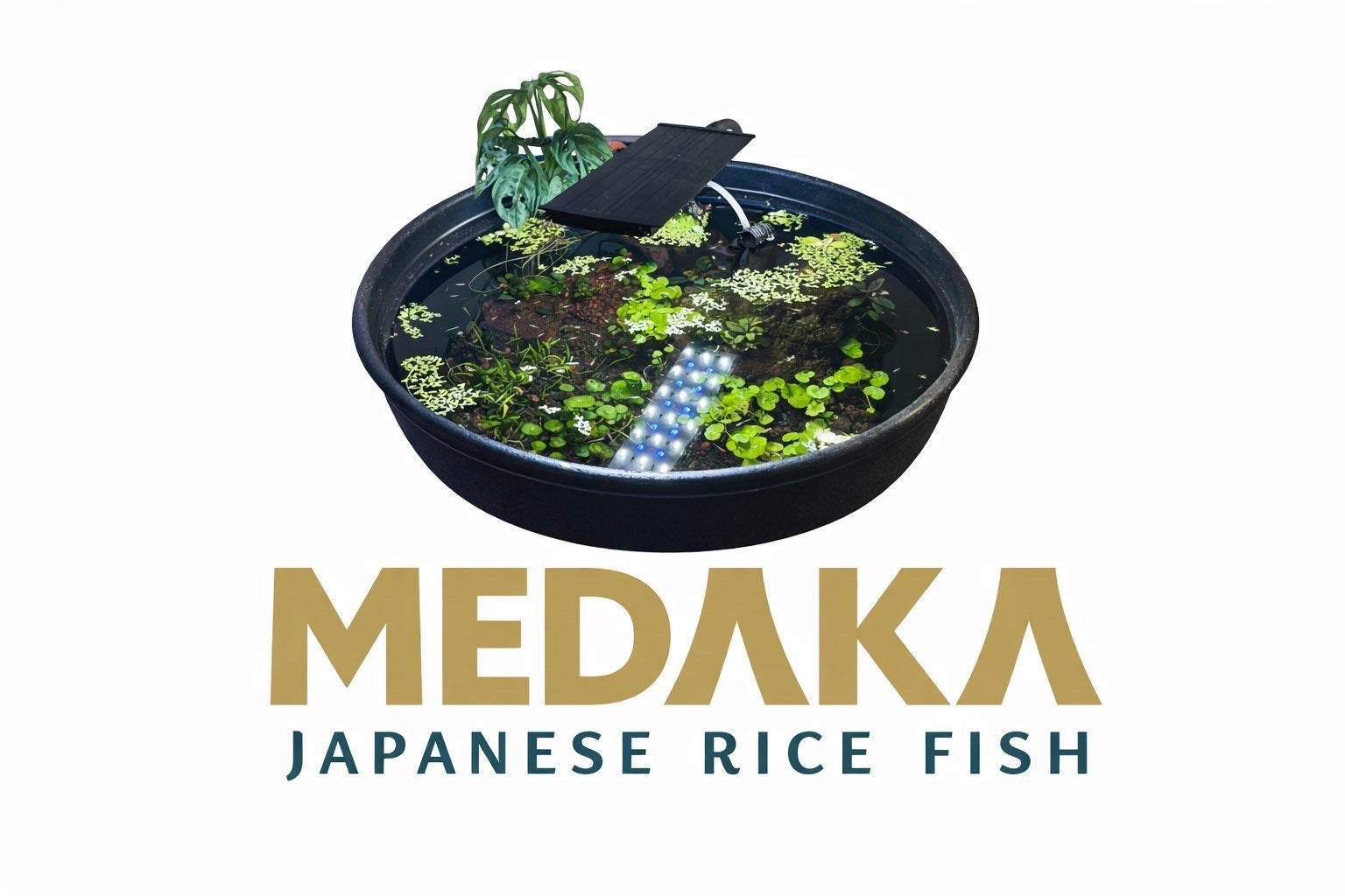 MEDAKA- JAPANESE RICE FISH