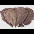Feuilles de Catappa Naturelles – Lot de 5 Feuilles – Qualité Premium – Import Thaïlande
