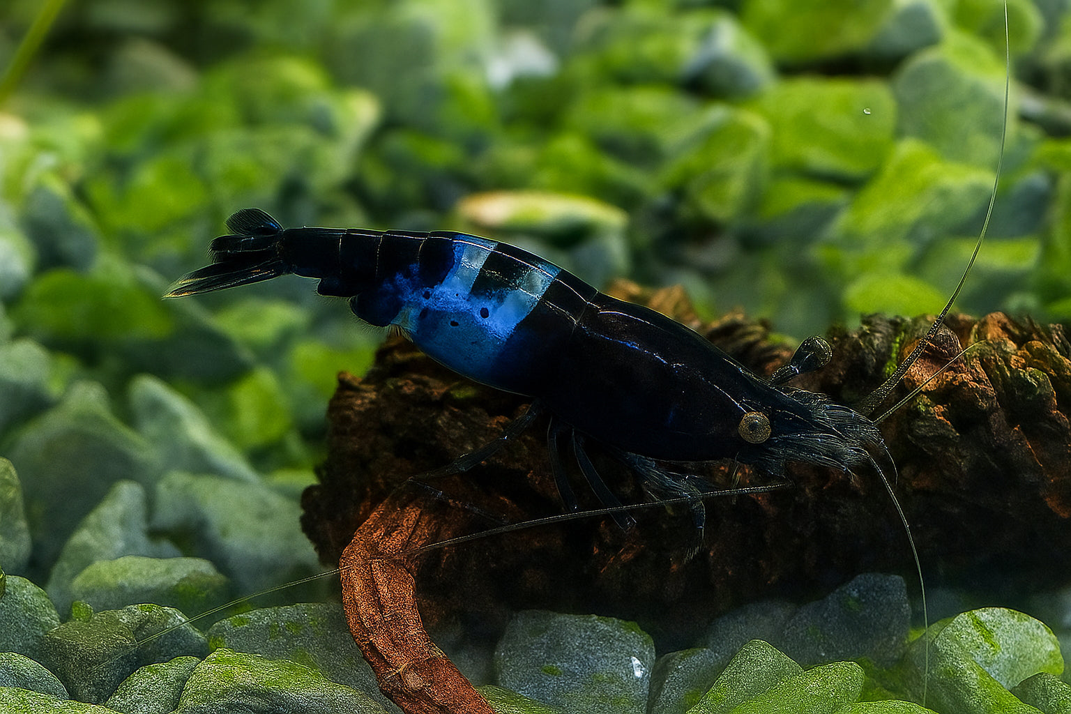 Crevette carbon blue Rili