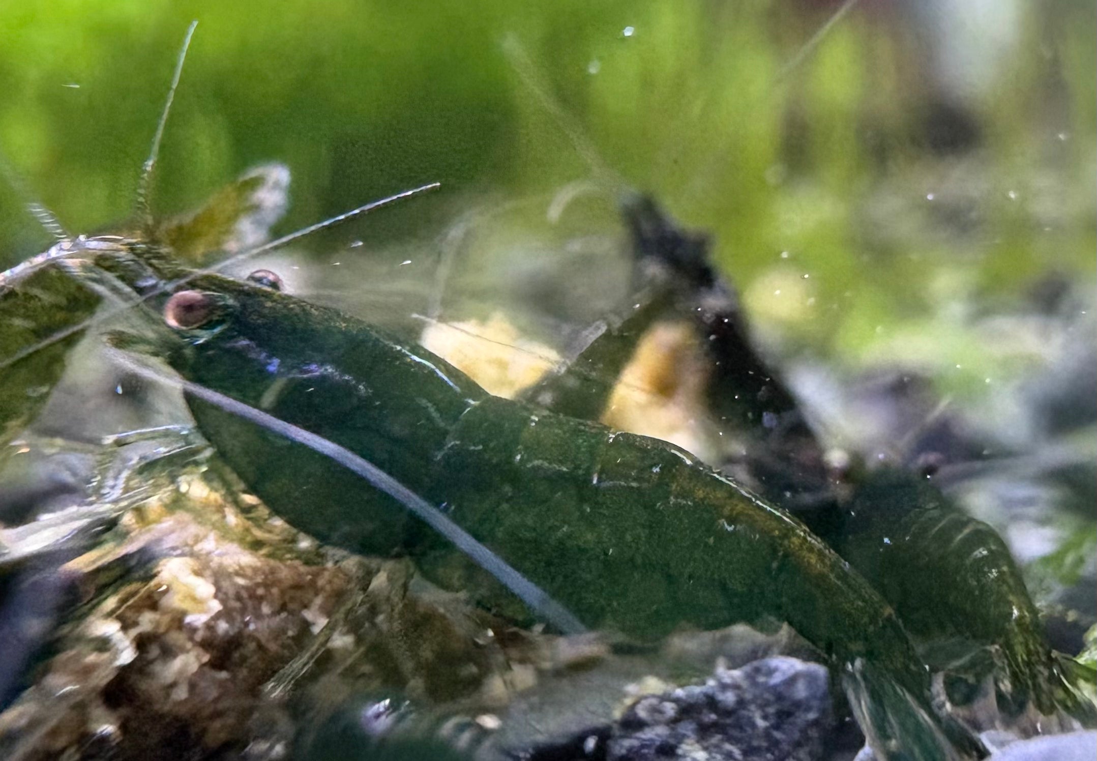 Crevette Neocaridina Green Jade