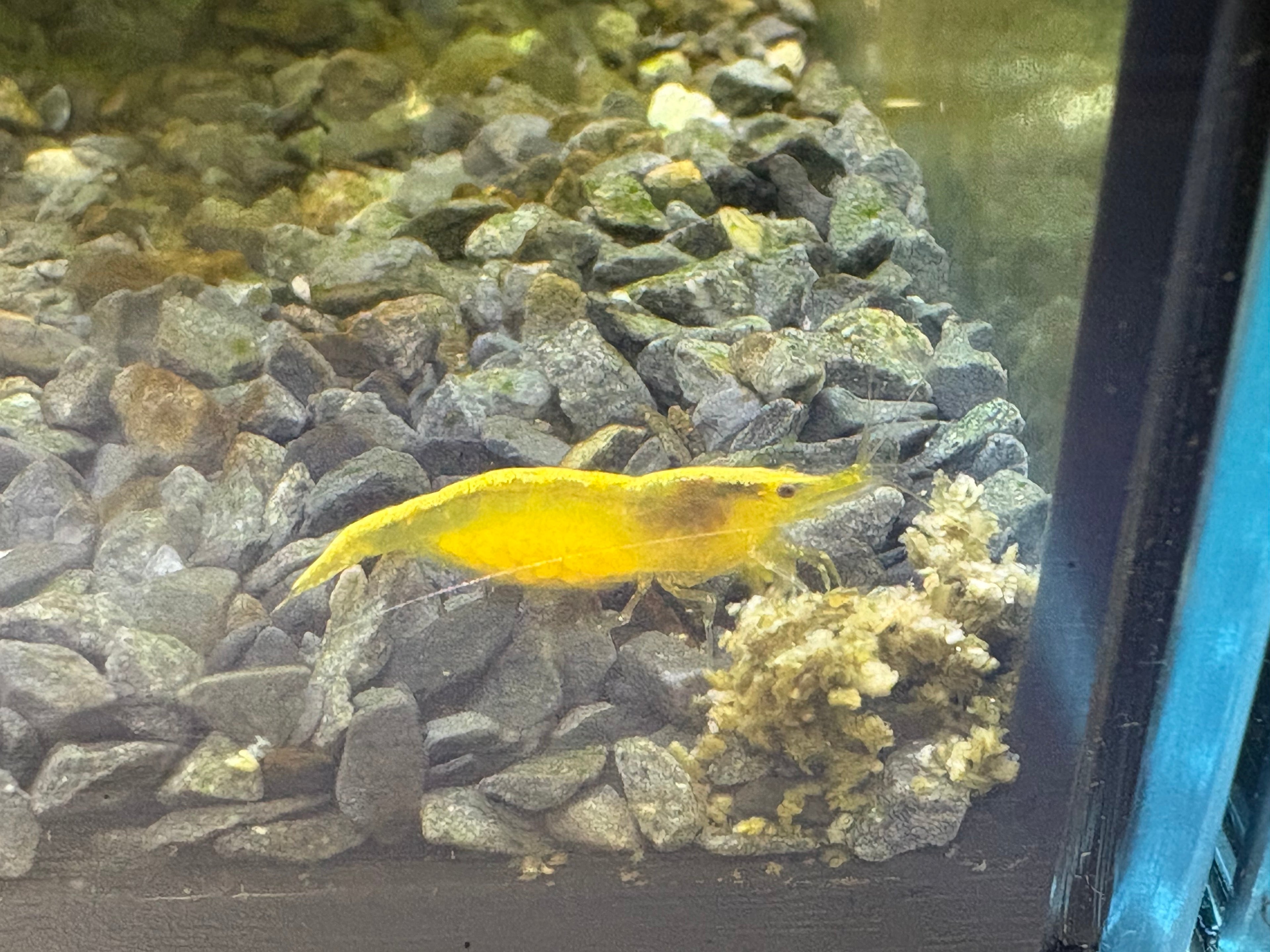 Crevette Neocaridina Yellow Fluo – Jaune