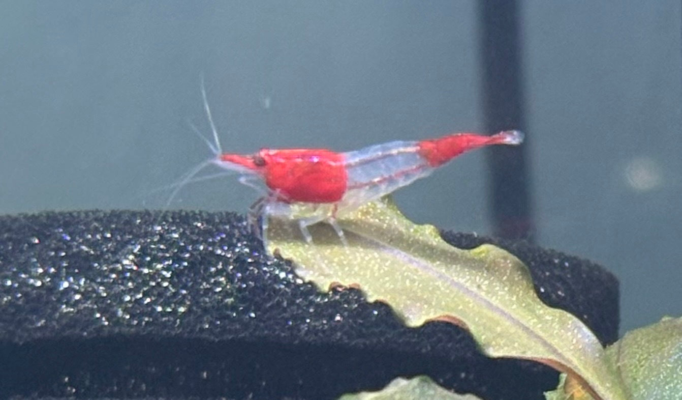 Crevette Neocaridina Red Rili – Rouge