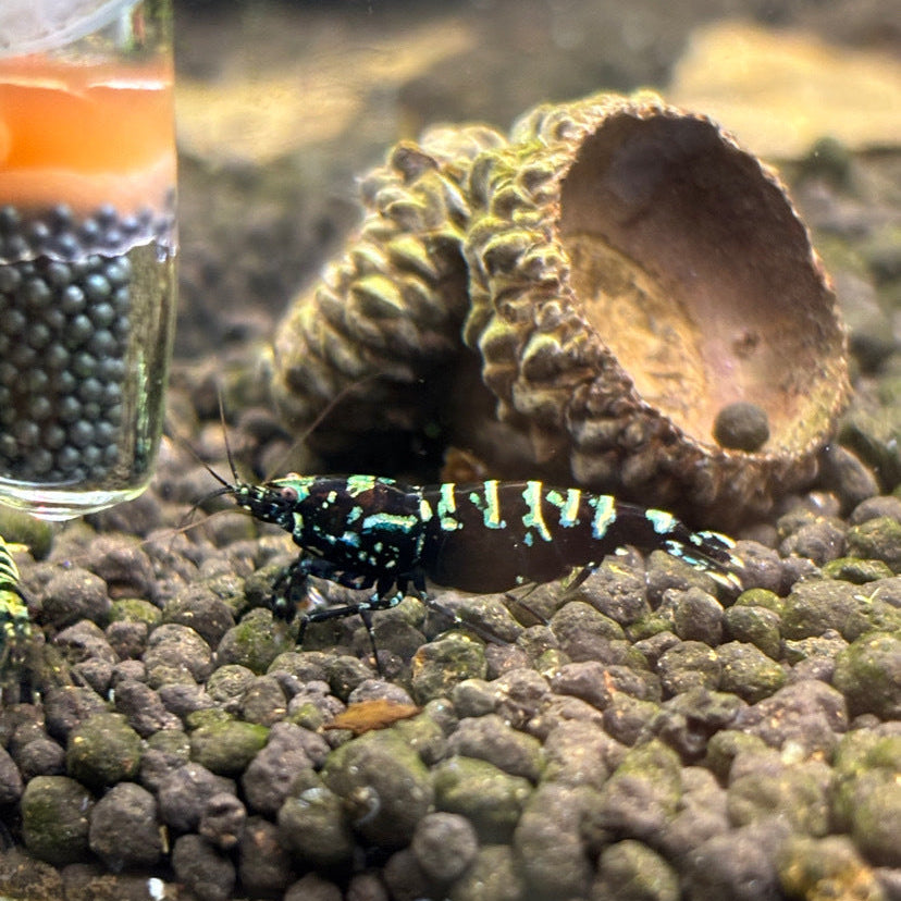 Caridina Galaxy