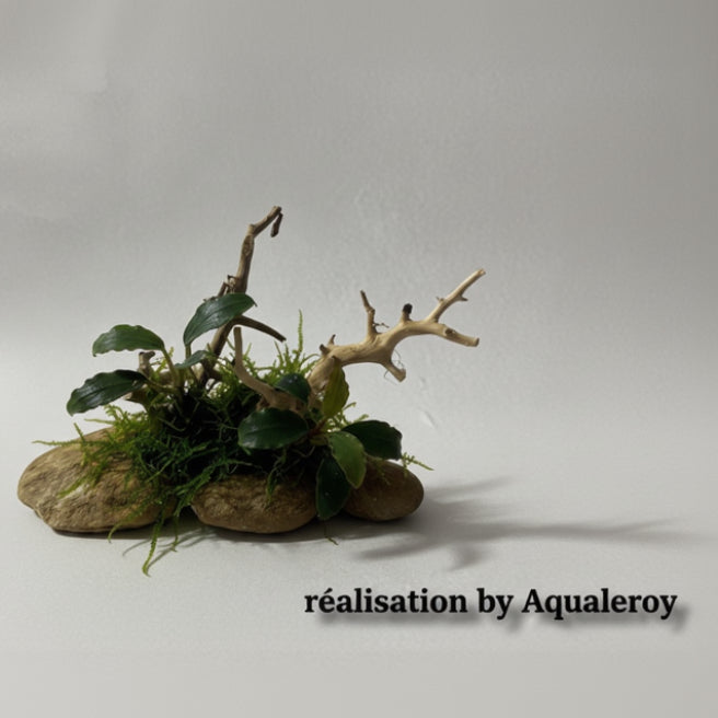 ROCHES + RACINES – BROOK ROCK